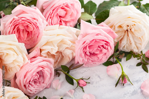 Beautiful pink and white roses flowers.