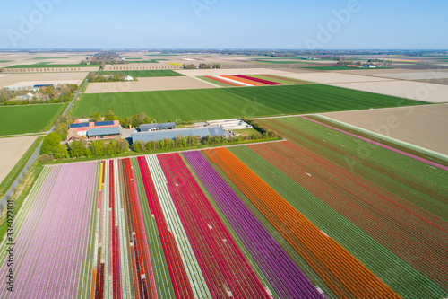 Buntes Tulpenfeld in den Niederlanden aus der Luft © Christian Schwier