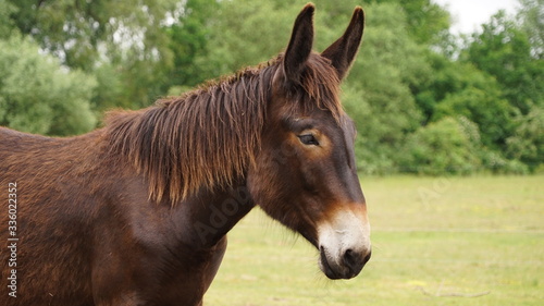 portrait of a brown mule  © Lena