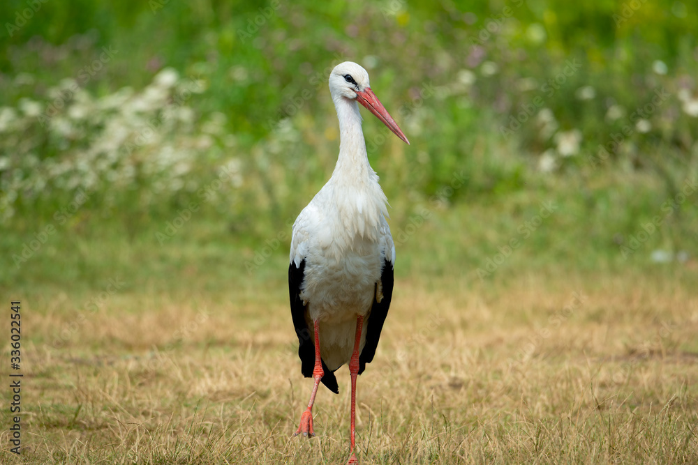 Fototapeta premium White stork bird (Ciconia ciconia)walking in background of meadow with green grass and flowers.