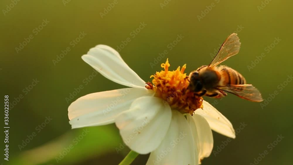 Bee eating pollen of flower in the field, Chiangmai Thailand Bee eating pollen of flower in the field, Chiangmai Thailand