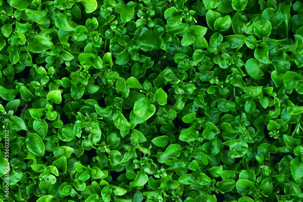Natural green background of green leaves. Leaves texture background. Natural green background of green leaves. Leaves texture background.