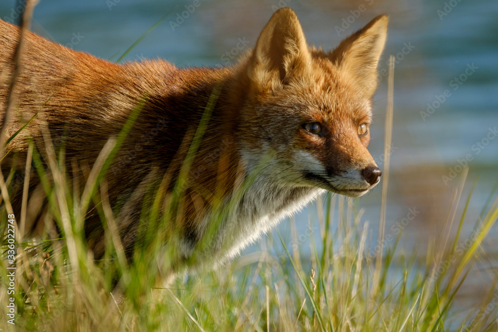 Fototapeta premium A magnificent wild Red Fox, hunting for food to eat in the long grass, water in background, headshot