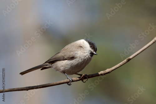 Cute Marsh tit bird (Poecile palustris) perched on a tiny branch on a colorful soft background.