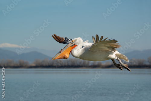 Pelican bird flying over a lake with fish in it's the beak against the backdrop of a snowy mountain. Dalmatian pelican (Pelecanus crispus) © Anahita