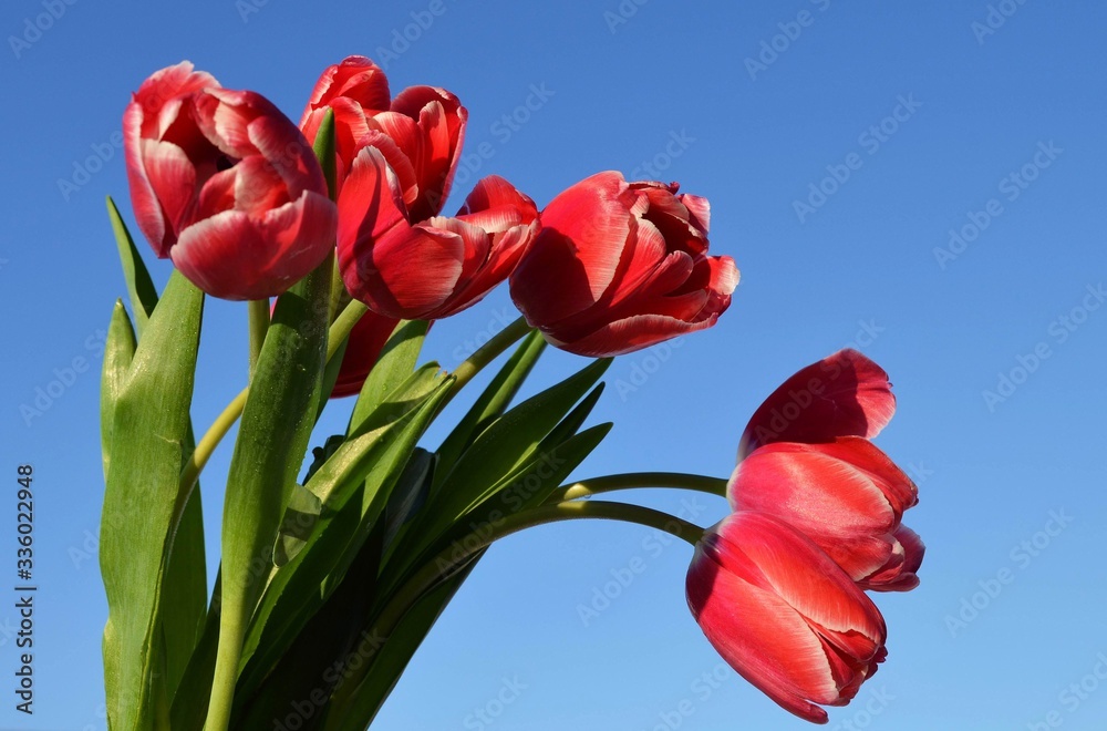 red tulips on blue sky red tulips on blue sky