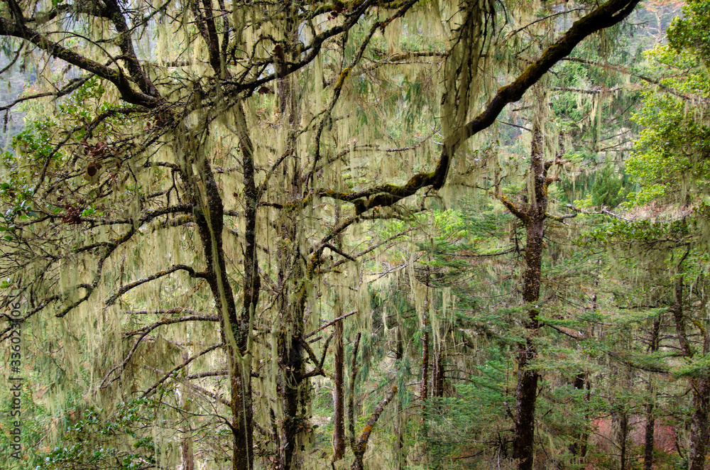 Fototapeta premium Moss covered trees in misty forest Bhutan