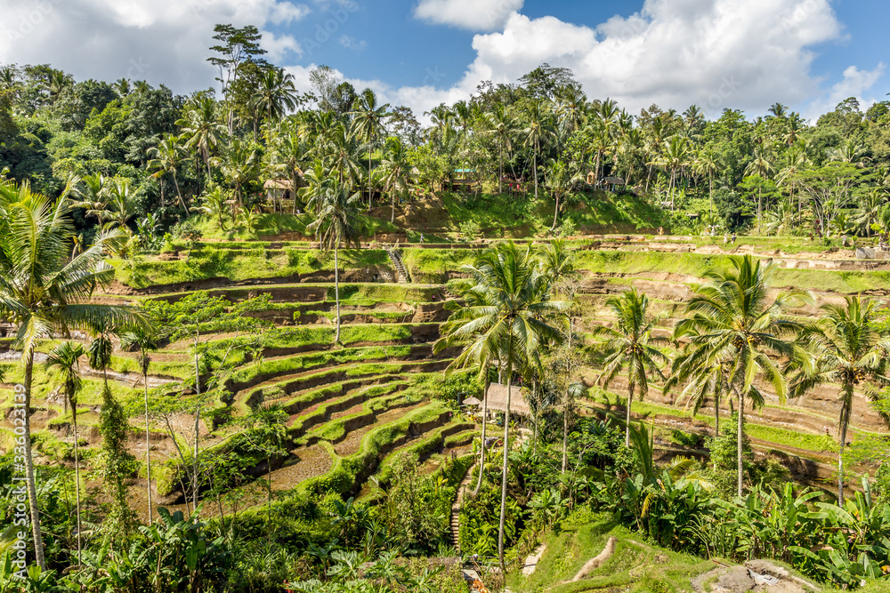 Tegallalang Rice Terrace, Bali, Indonesia