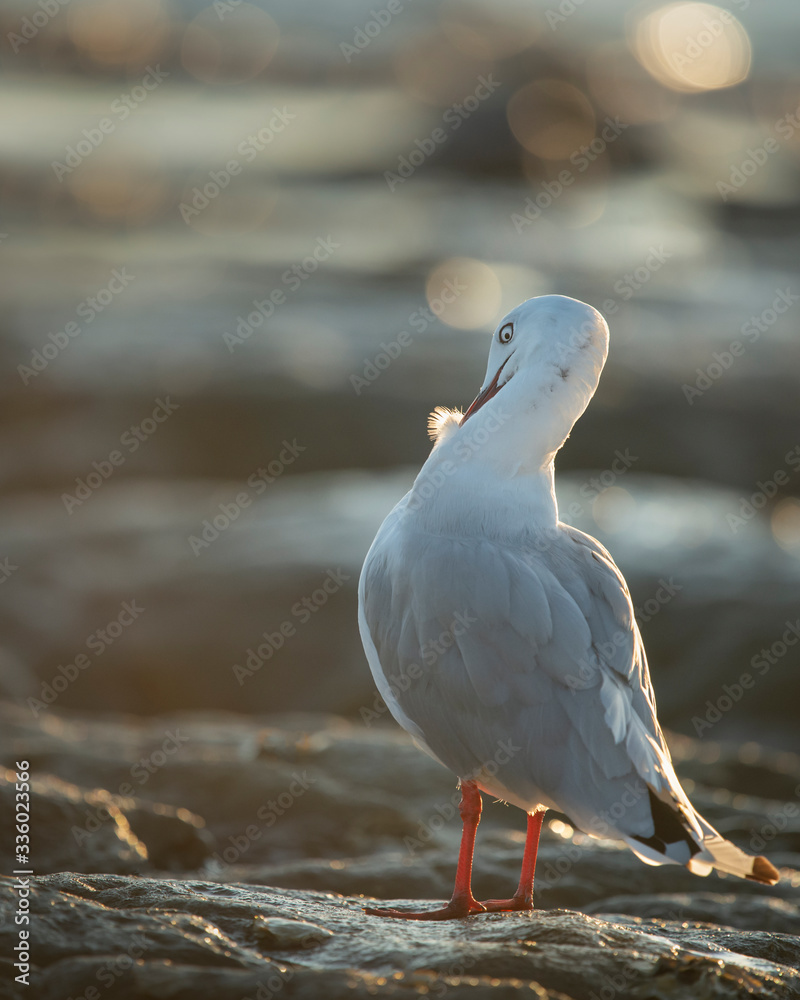 Fototapeta premium Backlit seagull grooming its feathers at sunrise