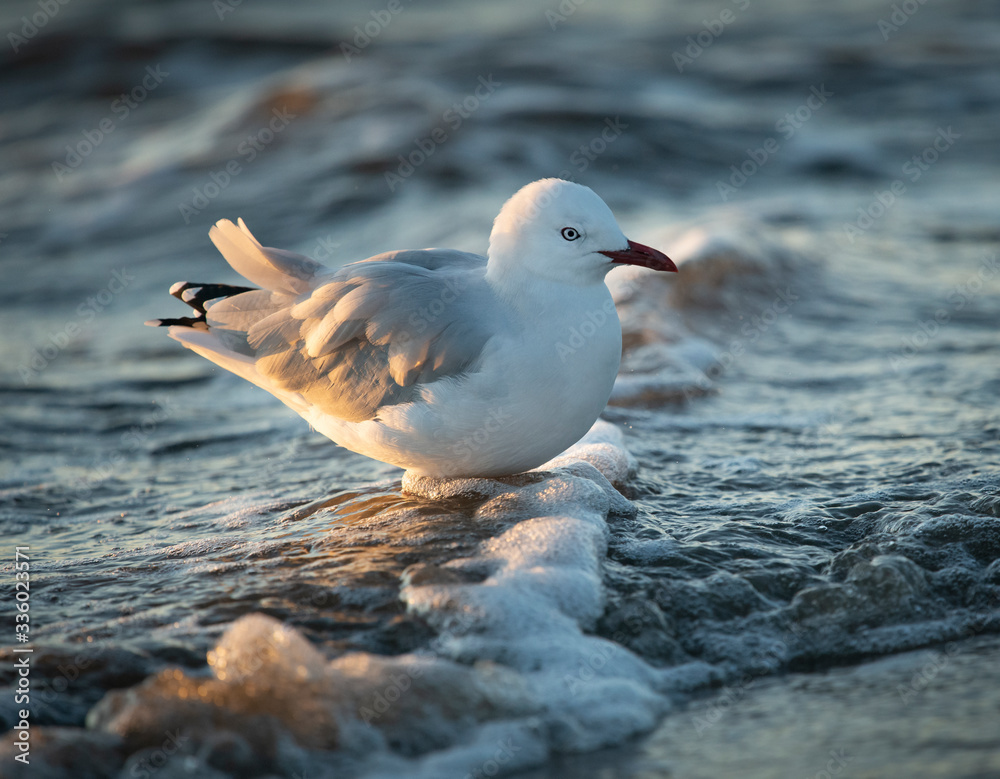 Fototapeta premium Back-lit seagull wading in the sea water with water bubbles under its feet
