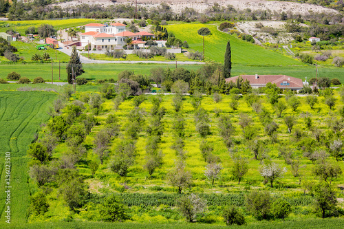 Green spring on Cyprus Island