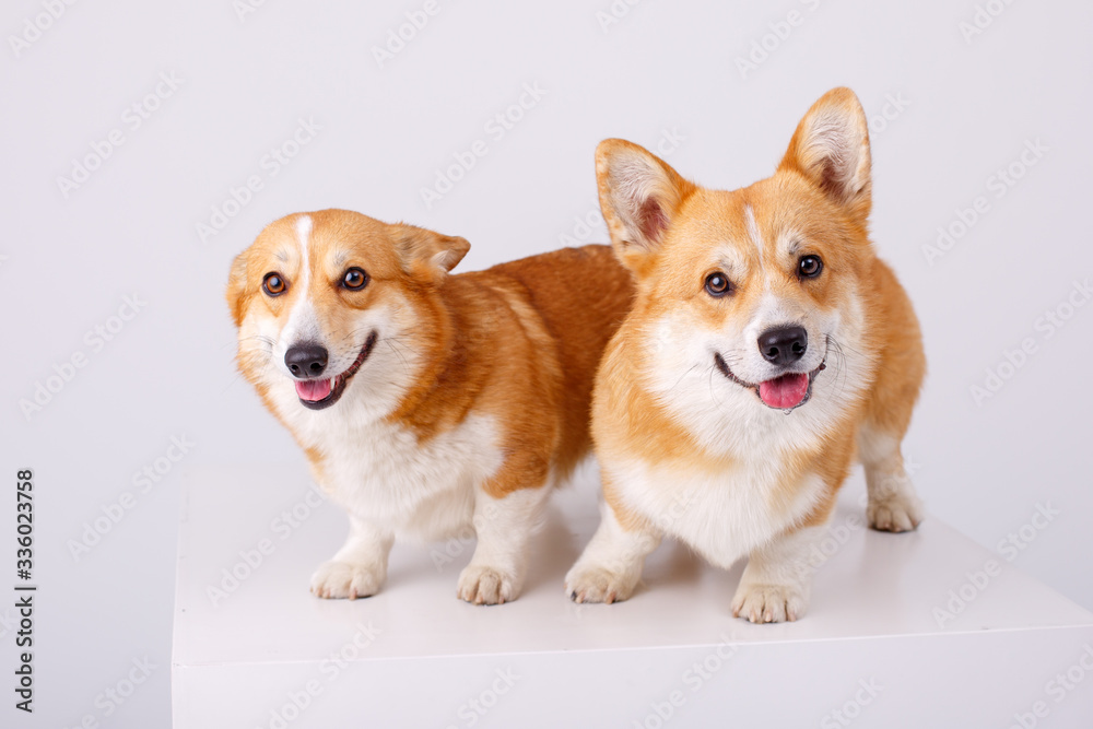 Welsh Corgi Pembroke 2 dogs on a white background Welsh Corgi Pembroke 2 dogs on a white background