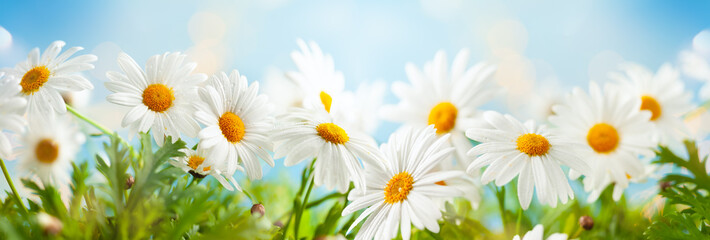 Beautiful chamomile flowers in meadow. Spring or summer nature scene with blooming daisy in sun flares.