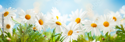 Obraz na płótnie Beautiful chamomile flowers in meadow
