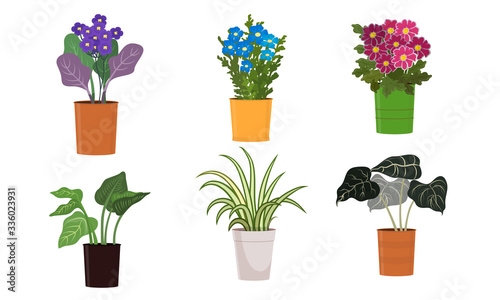 Different kinds of green blooming home plants and flowers in pots vector illustration