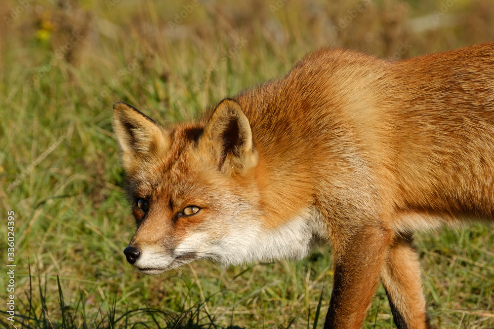 A magnificent wild Red Fox, hunting for food to eat in the long grass