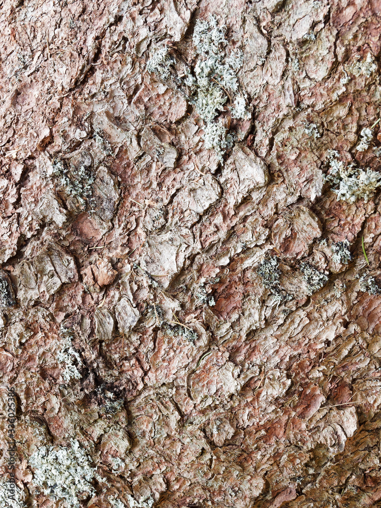 Fototapeta premium Picea abies | Tronc d'épicéa commun à écorce brun-rouge finement écaillé, brun gris avec l'âge, résineux et odorant