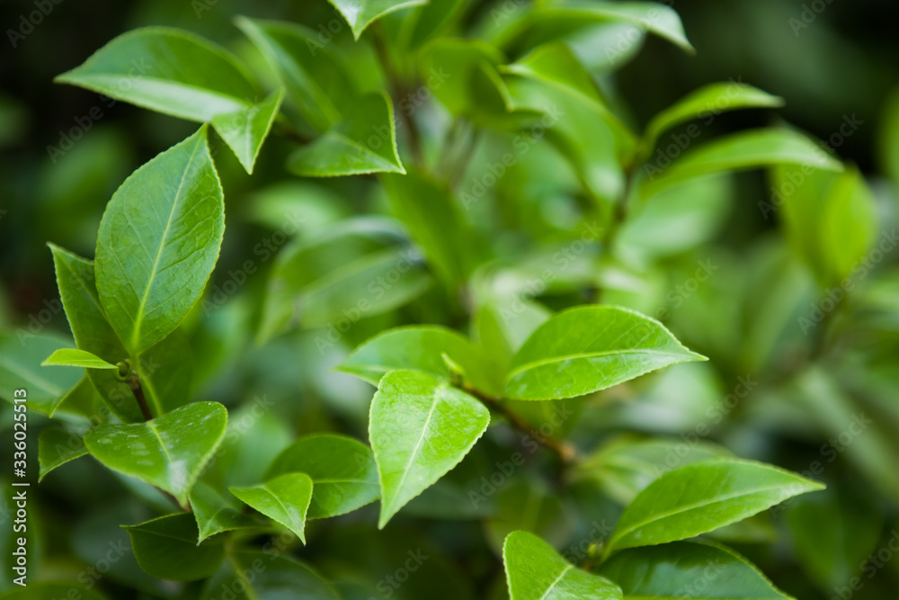 natura natura