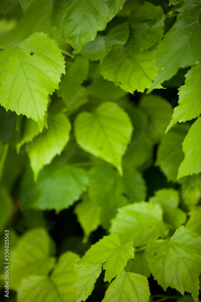 natura natura