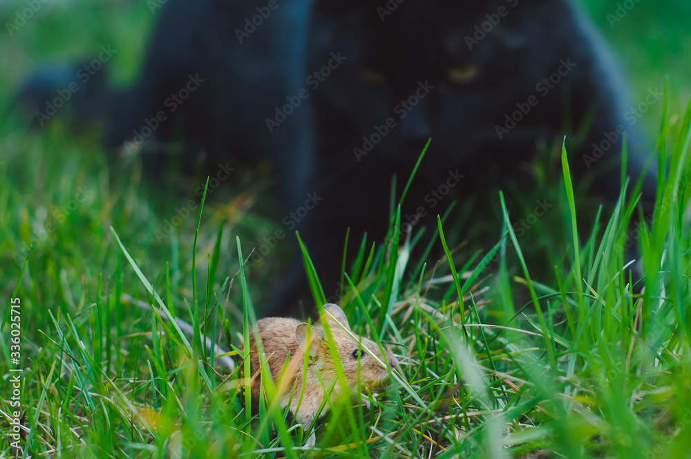 A small field mouse in the foreground and a large black cat in the background.