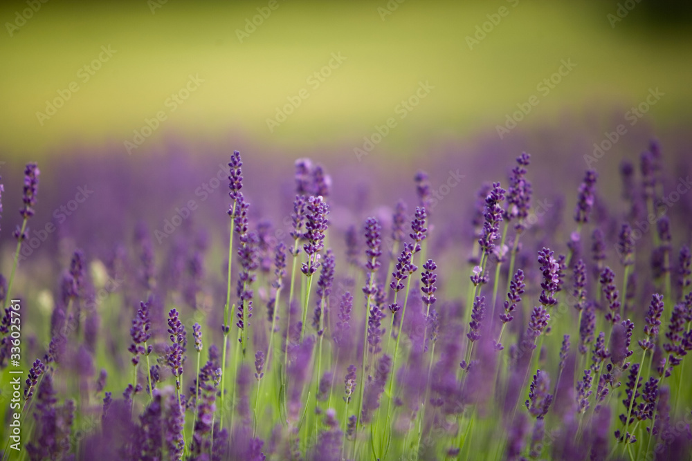 Naklejka premium natura