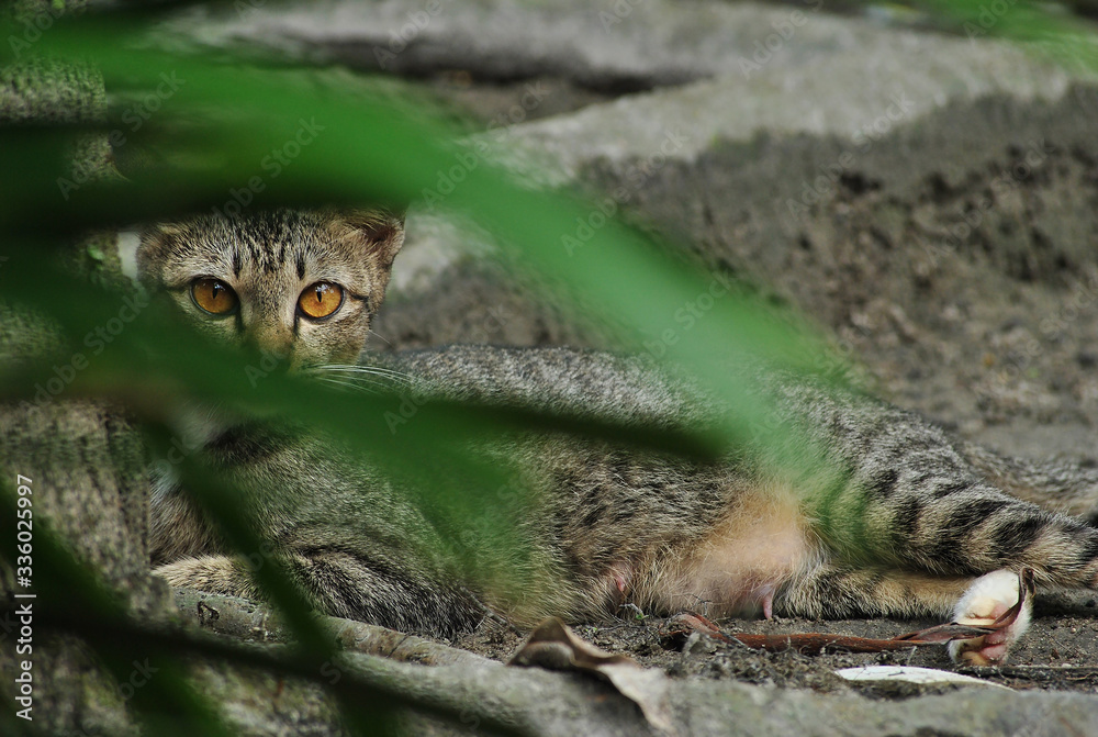 closeup of a domestic asian cat chilling, playing and watching closeup of a domestic asian cat chilling, playing and watching