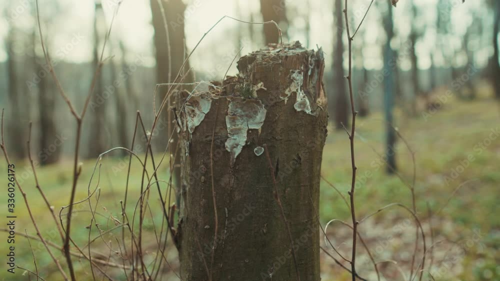 Bark of brown wood tree in forest environment landscape textured detail park dark branch grung beautiful light slow motion