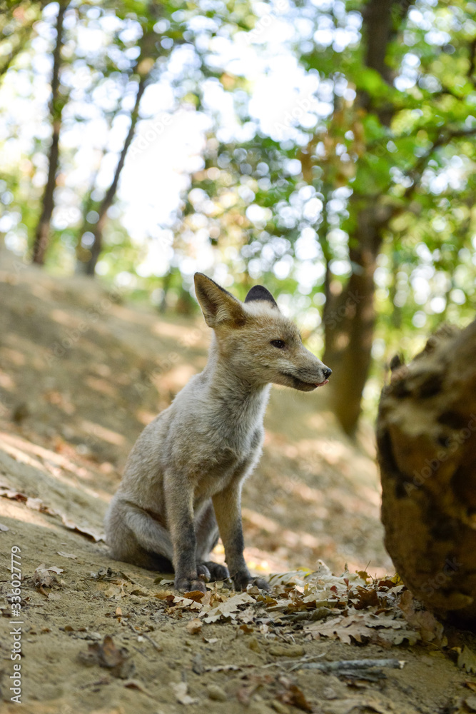 Fototapeta premium Renardeau sortant de sa tanière