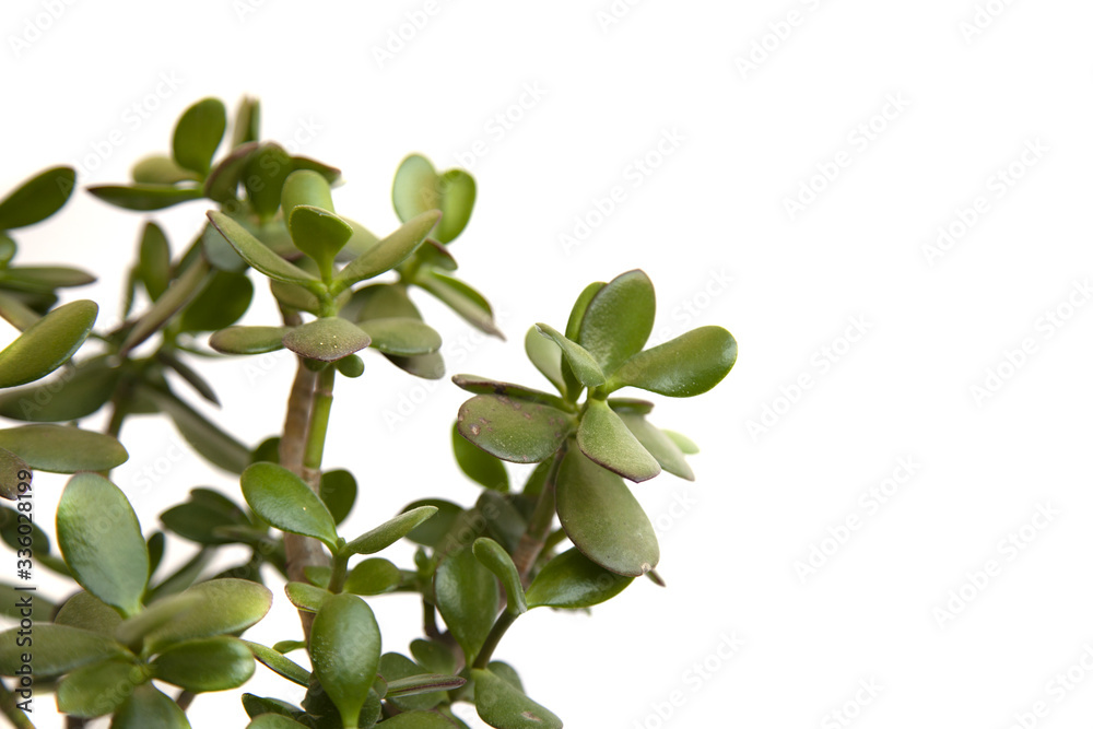 Tropical leaves isolated on white background. nature concept Tropical leaves isolated on white background. nature concept