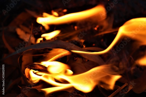 fire in the forest with crunchy leaves.