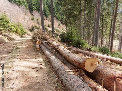 Picea abies | Troncs coupés d'épicéa commun ou billons en forêt-Noire dans le sud de l'Allemagne destiné au bois d'oeuvre photo