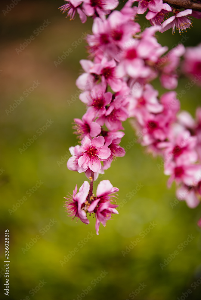 Peach trees in spring