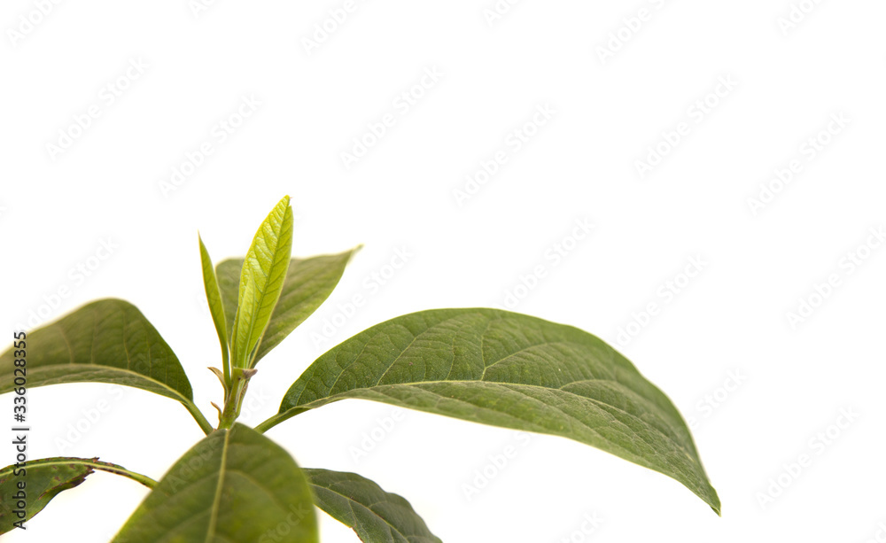 Fototapeta premium Tropical avocado leaves isolated on white background. nature concept