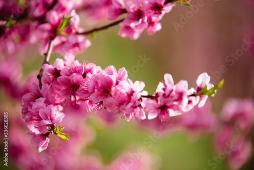 Peach trees in spring © ru242