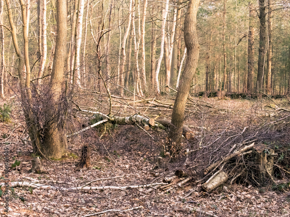 detail fallen tree over small stream inside of a forest during end of autumn season in nature reserve detail fallen tree over small stream inside of a forest during end of autumn season in nature reserve