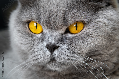 Close-up photo of a gray cat's head with yellow orange eyes on a blurred background. The concept of pets.