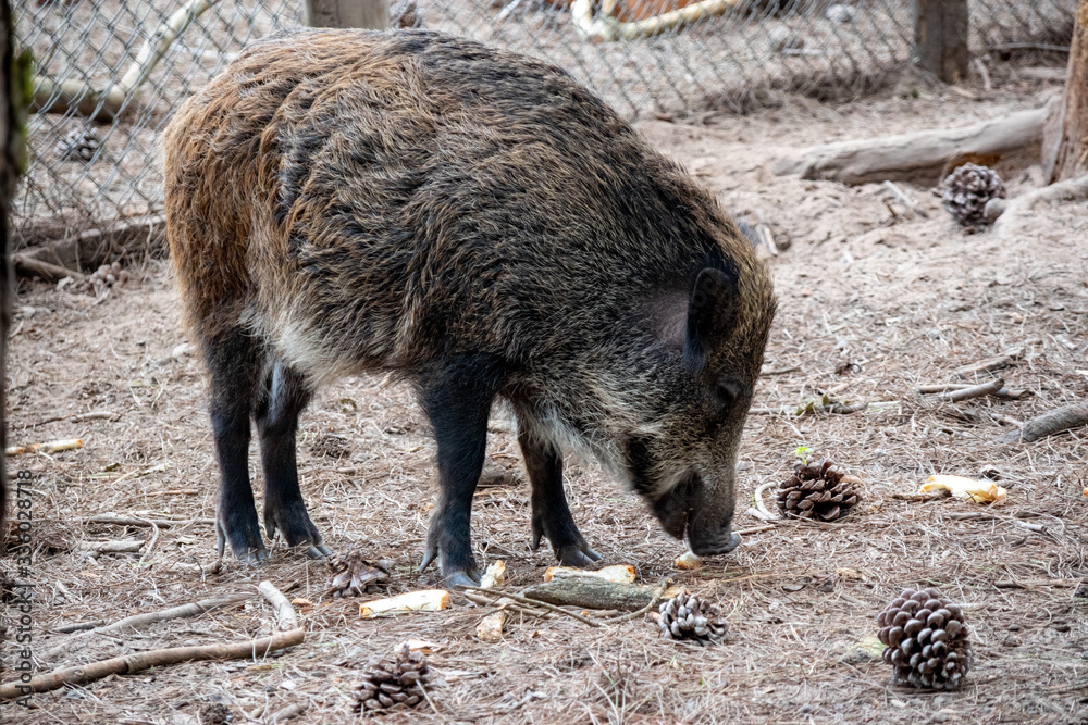 wild boar in captivity in the Circeo national park. Lazio, Italy wild boar in captivity in the Circeo national park. Lazio, Italy