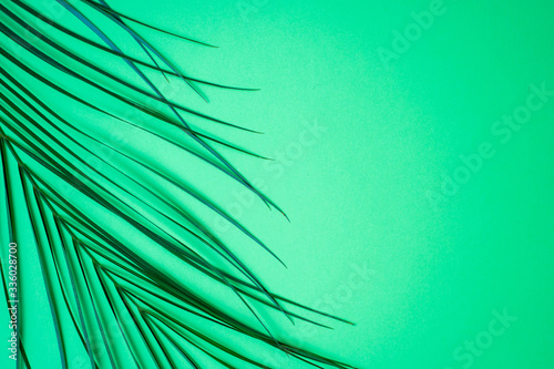 Frame of tropical palm leaves