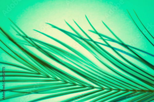 Fototapeta Naklejka Na Ścianę i Meble -  Tropical palm leaves on green background