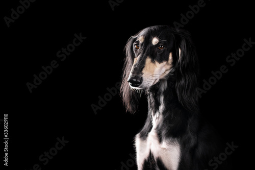 Saluki