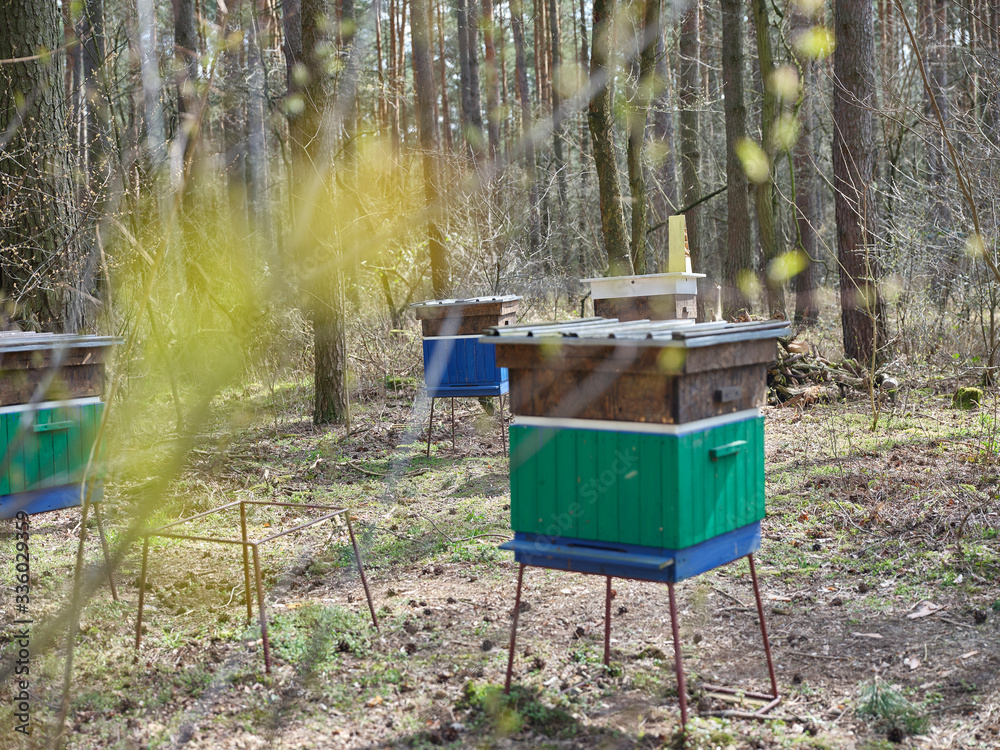 Ule i pszczoły w polskim lesie