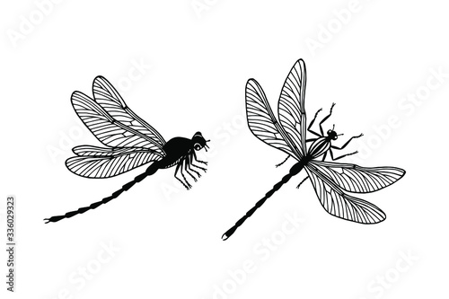 set of dragonfly insect. eps10 vector stock illustration. outline