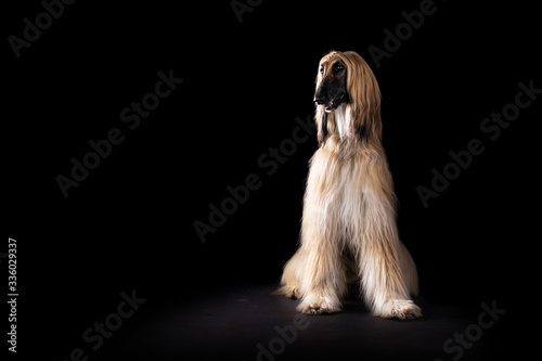 Afghan hound