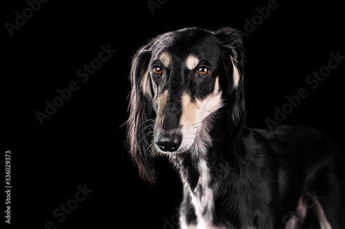 Saluki