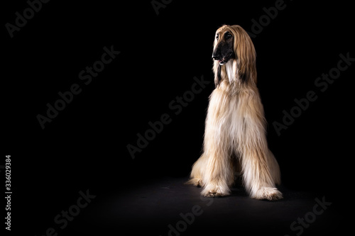 Schilderij op canvas Afghan hound