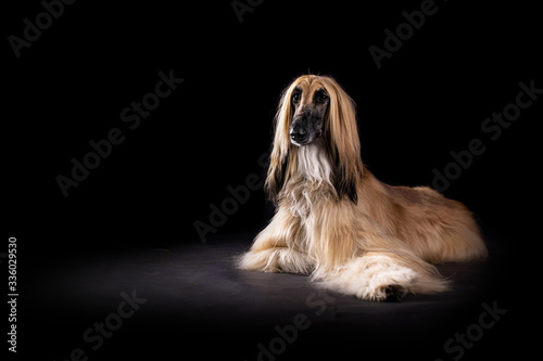 Afghan hound
