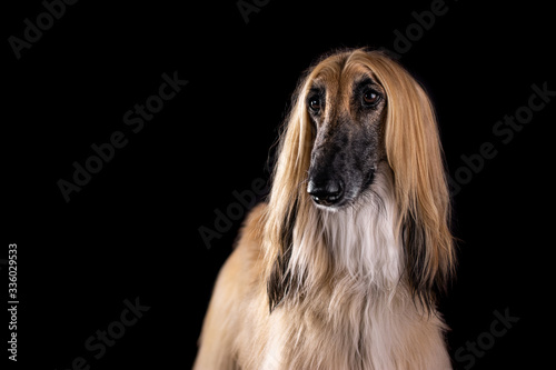 Afghan hound