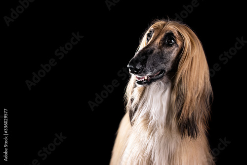Afghan hound