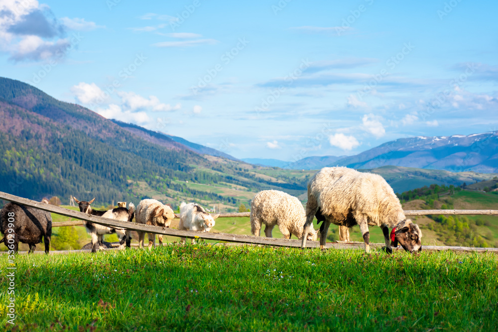 Obraz premium goat and sheep grazing on the alpine meadow. beautiful scenery with green grass on the hill, rural valley and distant ridge in evening light. wonderful sunny weather in springtime
