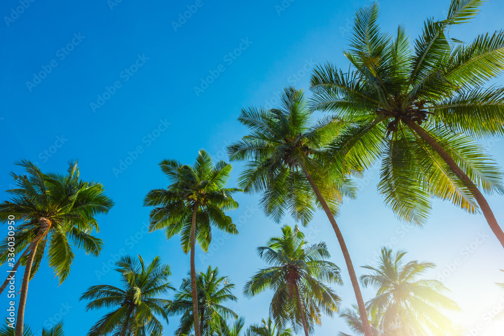 Tropical coconut palm trees at sunny day with blue sky